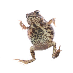 animal toad frog