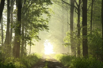 Fotobehang Onverharde weg in loofbos op een mistige lenteochtend © Aniszewski
