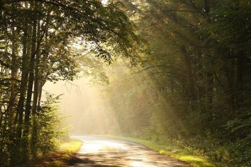 Rural road through the misty autumn forest at dawn