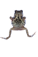 animal toad frog