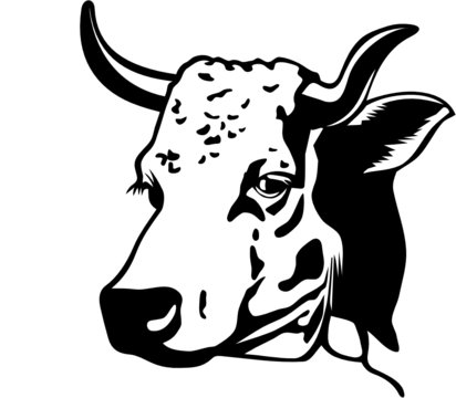 VACHE