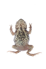 animal toad frog