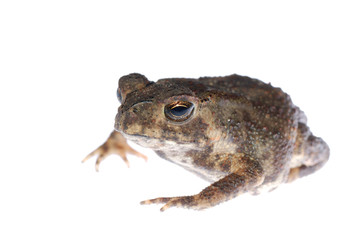 animal toad frog