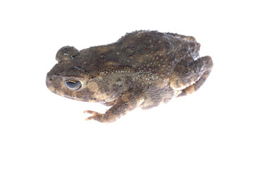 animal toad frog