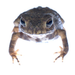 animal toad frog