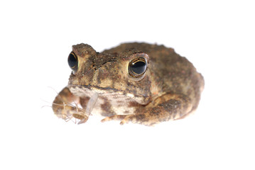 animal toad look at mosquito bug