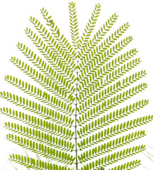 green Albizzia falcata tree leaf