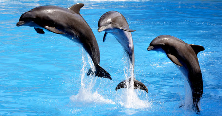 delfin en acrobacia - obrazy, fototapety, plakaty