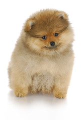 pomeranian puppy