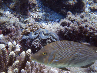 codfish © Ian Scott