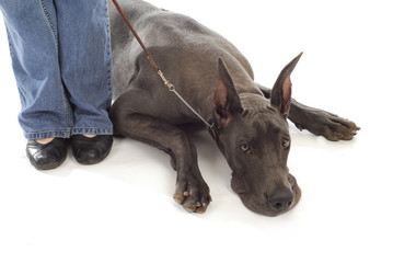 great dane on a leash