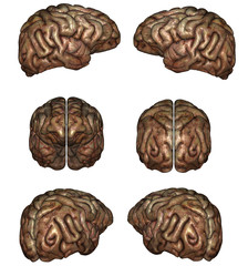 Human brain
