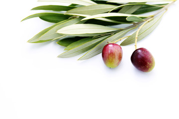 branch of olive oil