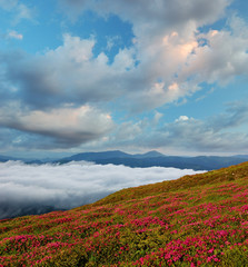 Blossoming rhododendron in mountains Carpathians, Ukraine.