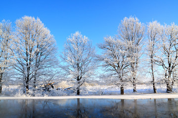 oak wood on coast river
