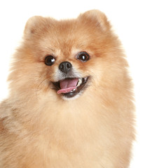 Obraz premium Close-up portrait of a spitz dog