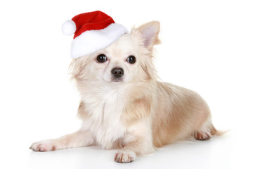 Long-haired chihuahua puppy in christmas cap