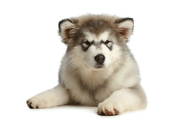 Malamute puppy (3 months)