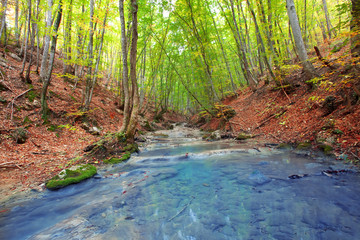 forest river