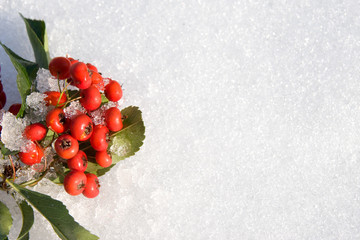 bacche su neve