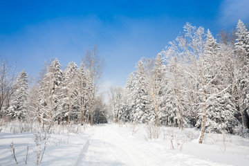 winter landscape of lane to forest