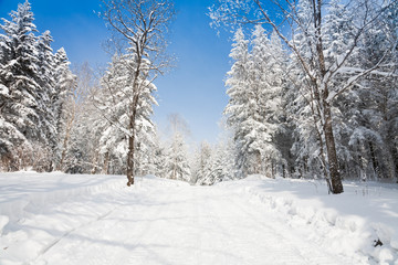 winter landscape of lane to forest