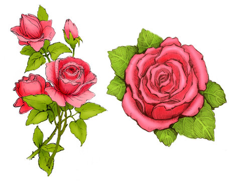 Drawings of pink roses