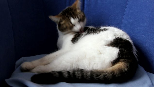 Katze beim Putzen