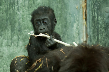 baby gorilla with stick 8116 - obrazy, fototapety, plakaty