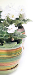 Potted flowers in a row
