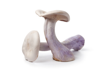 Fresh purple wood blewit mushrooms