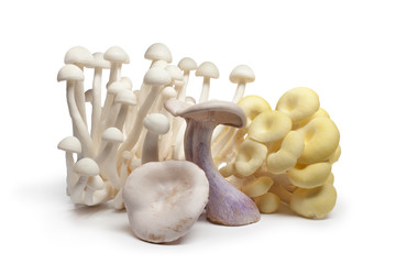 Composition of edible mushrooms