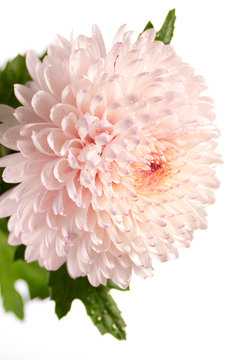 Pink and white chrysanthemum closeup photo