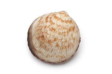 Whole single fresh raw dog cockle
