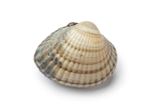 Whole single fresh raw dog cockle