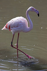 Greater Flamingo (phoenicopterus roseus)