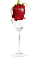 Red Rose in a glass goblet