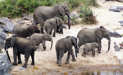 familia de elefantes