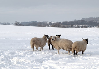 Naklejka premium Four Sheep in the Snow