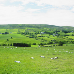 Fototapeta na wymiar Sperrin Góry, County Tyrone, Irlandia Północna