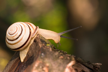 snail