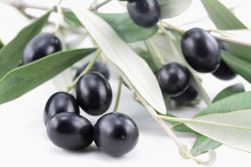 Branch of olive tree