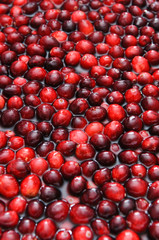 Cranberries floating
