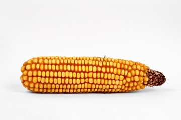 Corn