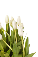 Obraz na płótnie Canvas beautiful tulips