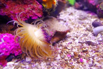 Actiniaria in aquarium with colorful Coral Reefs as background