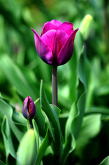 Fototapeta na wymiar Lila Tulpen blühen im Garten