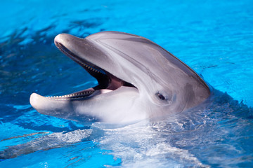 Beautiful dolphin in the water