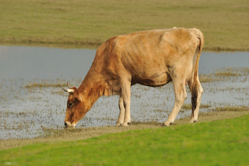 Cow drinking water