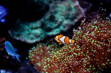 Obraz na płótnie Canvas anemonefish in aquarium